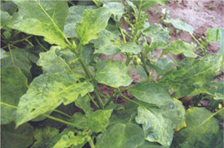 茄子(zǐ)病毒病