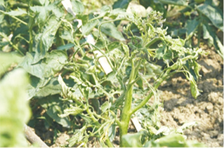 西(xī)紅(hóng)柿蕨葉病