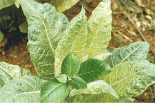 煙(yān)草(cǎo)花(huā)葉病毒用(yòng)葉葉樂(yuè)後新葉恢複正常